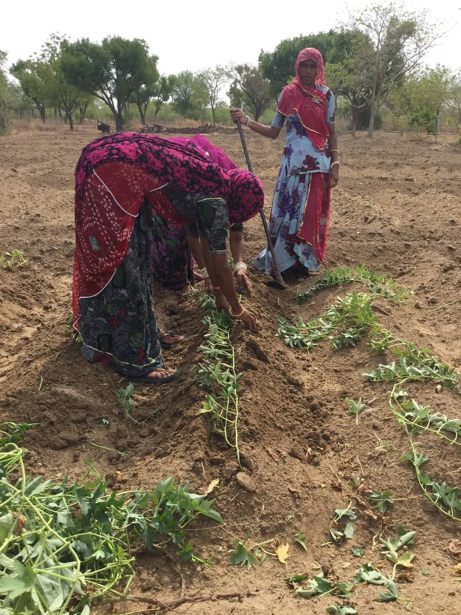 transplanting sweet potato vines 1200